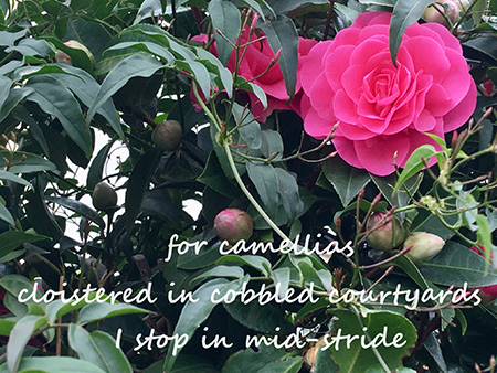 Camellias - April 2023 haiku